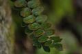 Tarawera,Button fern
